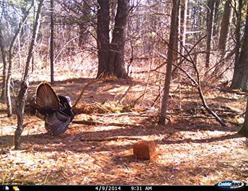 Cuddeback E3 Black Flash 20MP Trail Camera