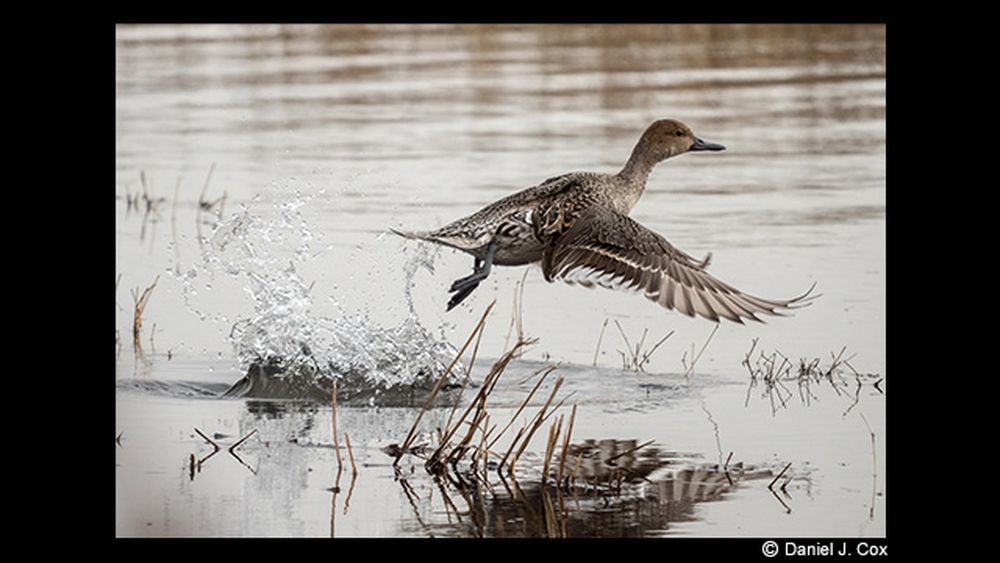 Panasonic Lumix G Leica DG Vario-Elmar 100-400mm f/4-6.3 ASPH. POWER O.I.S. Lens