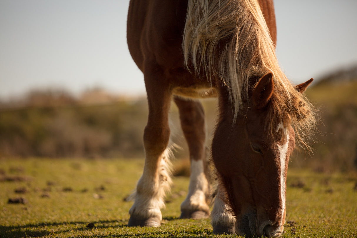 Sigma 70-200mm f/2.8 DG OS HSM Sport Lens for Nikon F-Mount