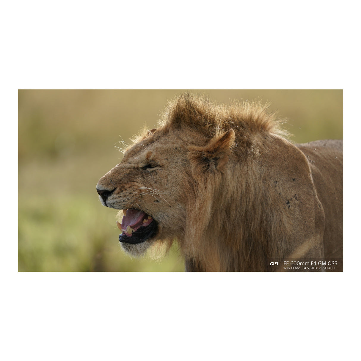 Sony FE 600mm f/4.0 GM OSS Super Telephoto Prime G-Master Lens