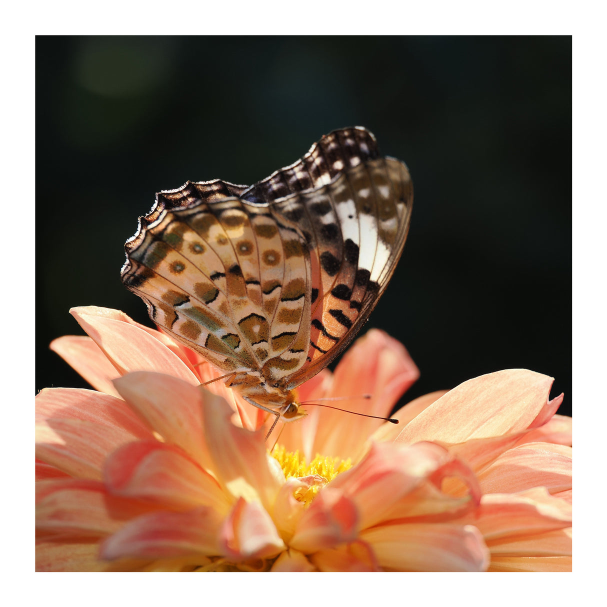 Olympus M.Zuiko Digital ED 90mm F3.5 Macro IS PRO Lens (Micro Four Thirds)