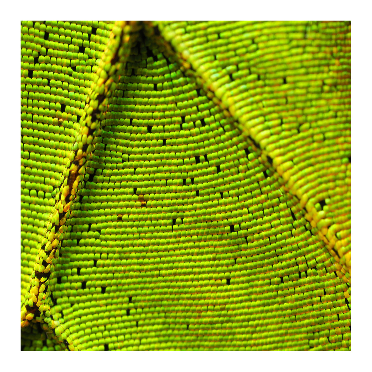 Olympus M.Zuiko Digital ED 90mm F3.5 Macro IS PRO Lens (Micro Four Thirds)