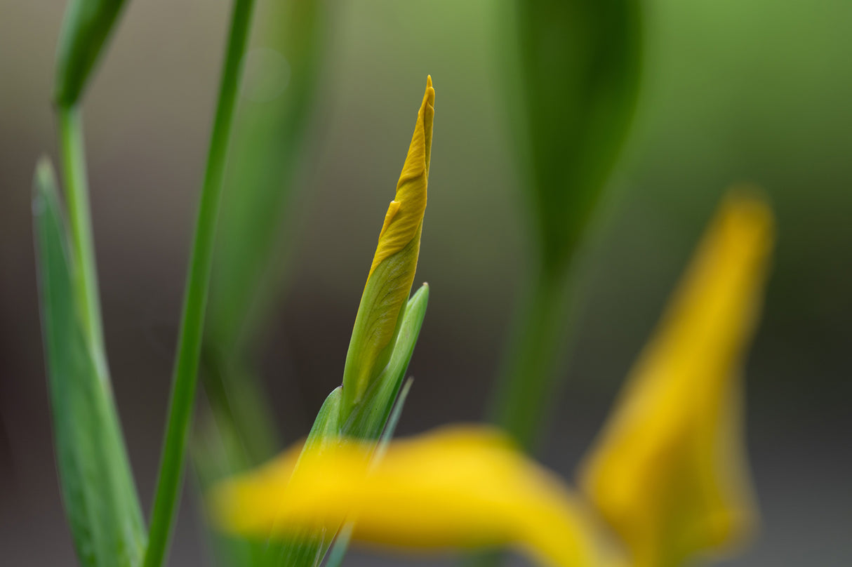 Nikon NIKKOR Z 100-400mm f/4.5-5.6 VR S Lens with Koah Weatherproof Hard Case Bundle