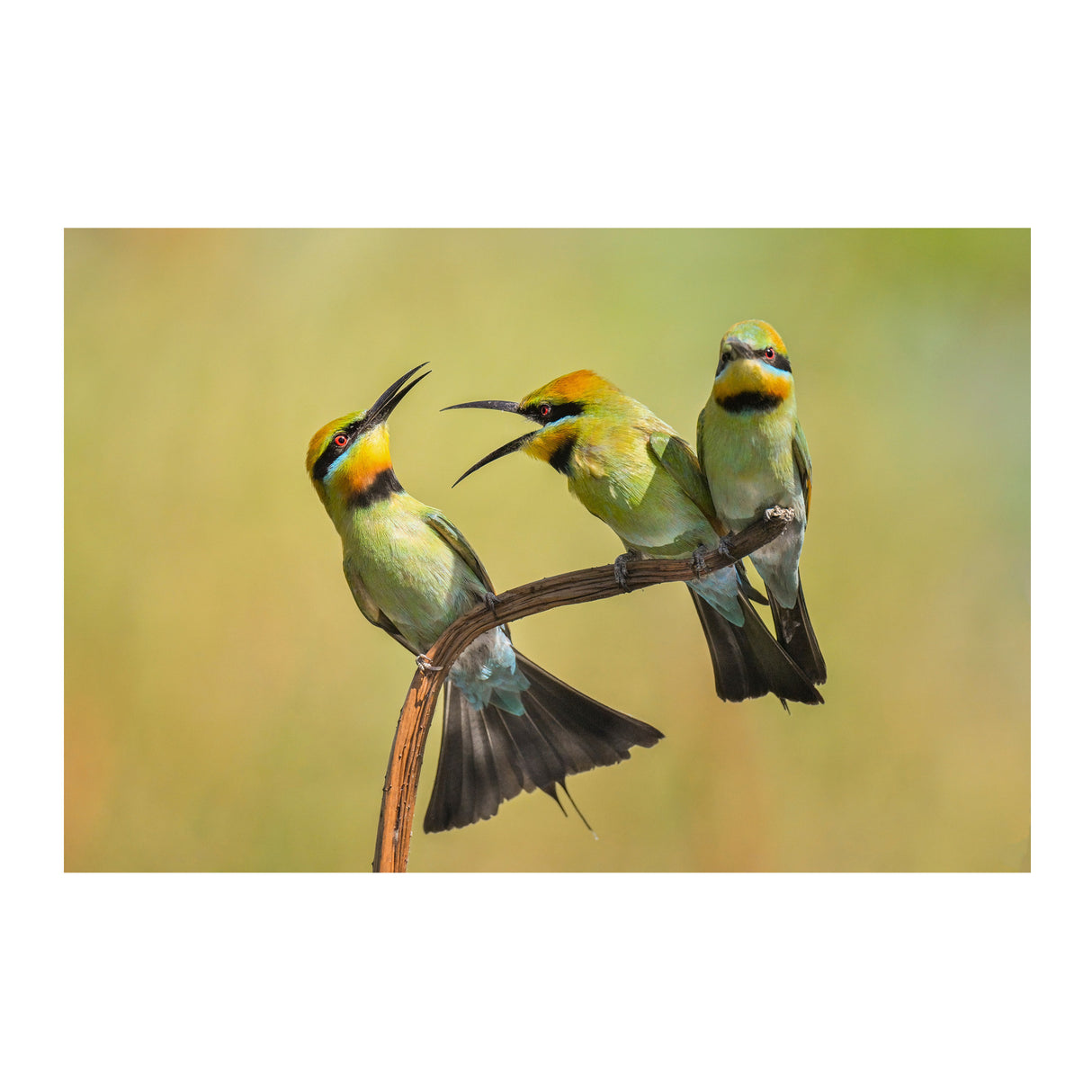 Nikon Z8 Mirrorless Camera Body