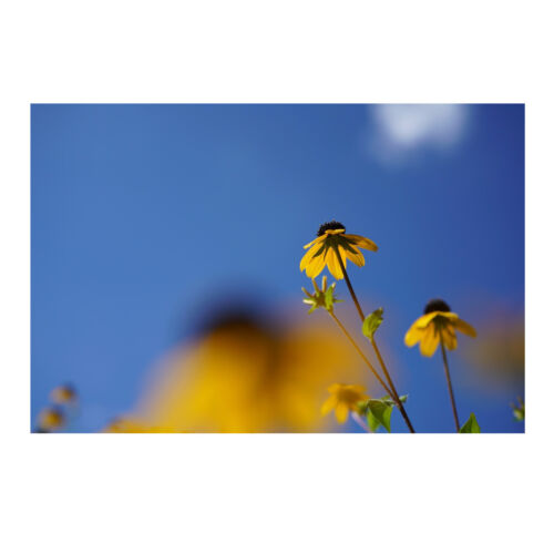 Sony FE 50mm f/2.8 Macro Lens