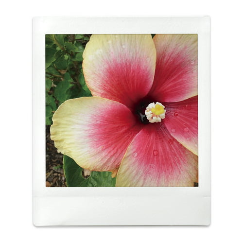 Fujifilm instax Square Film Twin Pack (20 Exposures)