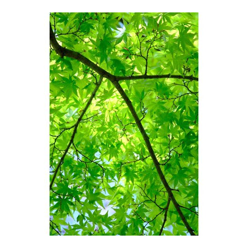 FUJIFILM XF18-120mmF4 LM PZ WR Lens