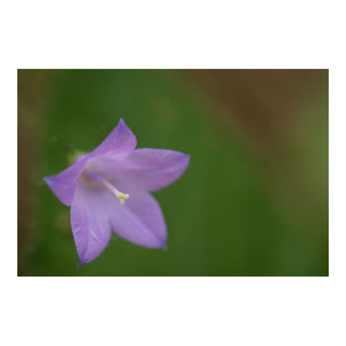 Sigma 105mm f/2.8 Art DG DN Macro Lens for Sony E-Mount