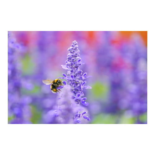 Sigma 105mm f/2.8 Art DG DN Macro Lens for Sony E-Mount