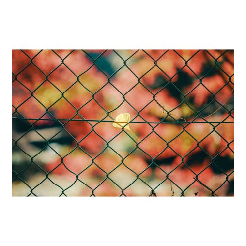 Sigma 50mm F1.4 DG DN Art Lens Compatible with Sony E Mount, High-Response Linear Actuator (Black)