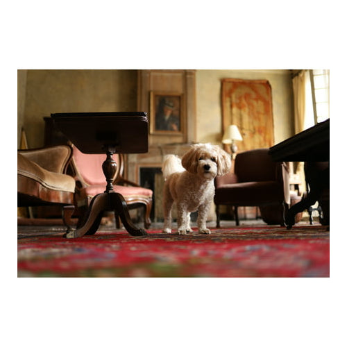 Canon EOS RP Mirrorless Camera (Body Only)