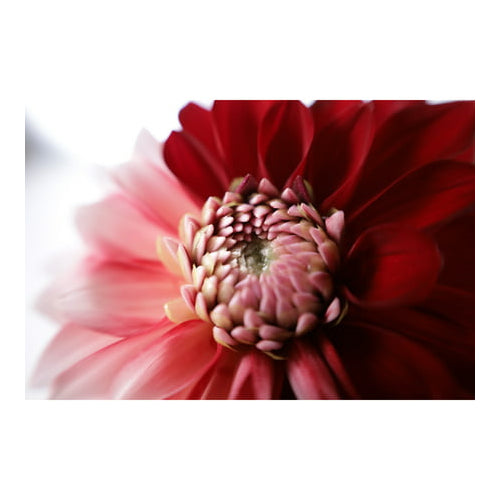 Canon EOS RP Mirrorless Digital Camera with 24-105mm f/4-7.1 STM Lens Kit