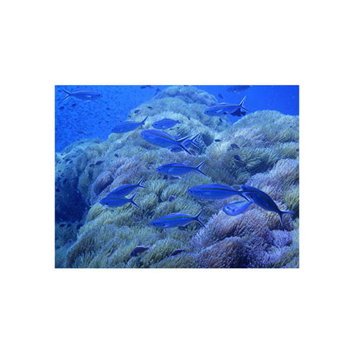 Ricoh WG-6 Digital Camera (Orange)