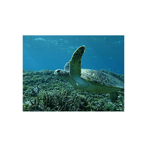 Ricoh WG-6 Digital Camera (Orange)