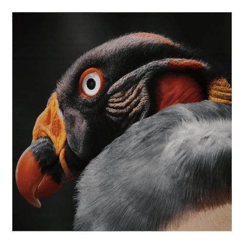 Canon EOS R7 Mirrorless Camera