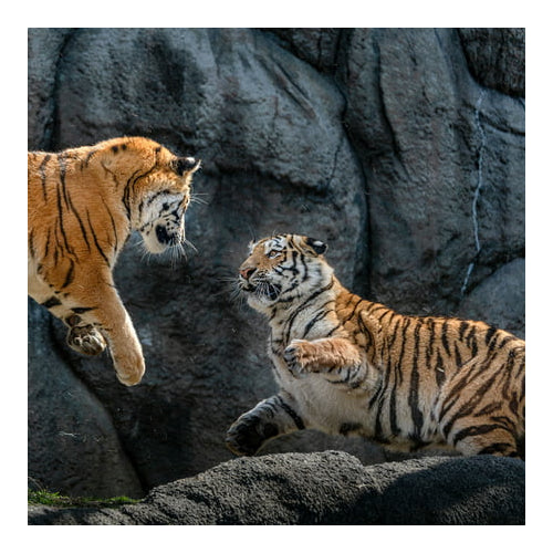 Tamron 50-400mm f/4.5-6.3 Di III VC VXD Lens for Sony E-Mount