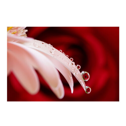 Sony FE 90mm f/2.8 Macro G OSS Full-Frame E-Mount Macro Lens