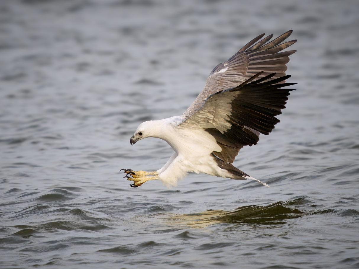 OM SYSTEM OM-1 Mark II Mirrorless Camera (Body Only)