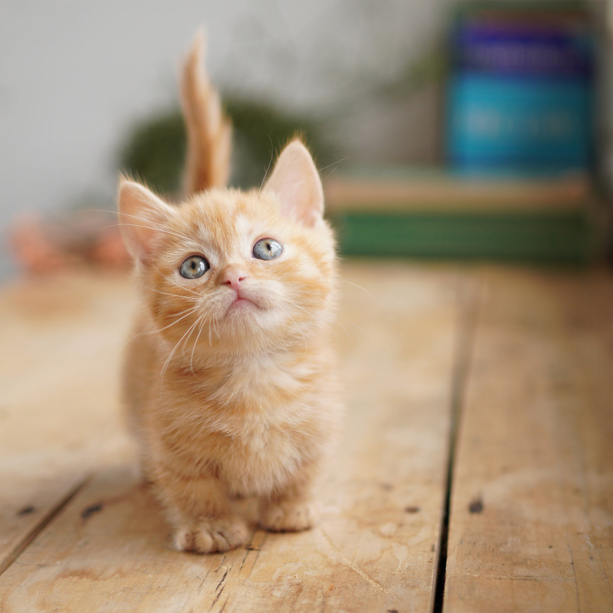 Sony Alpha a6100 APS-C Mirrorless Camera with 16-50mm and 55-210mm Lenses Accessory Bundle