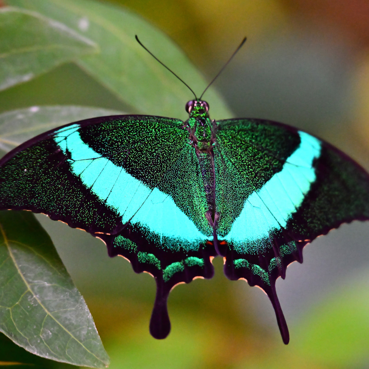 NIKKOR Z 28-400mm f/4-8 VR Full-Frame Z-Mount Lens