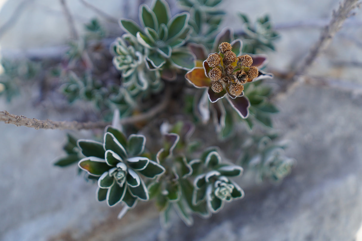 Sony E 15mm F1.4 G APS-C Large Aperture Wide Angle G Lens (SEL15F14G)