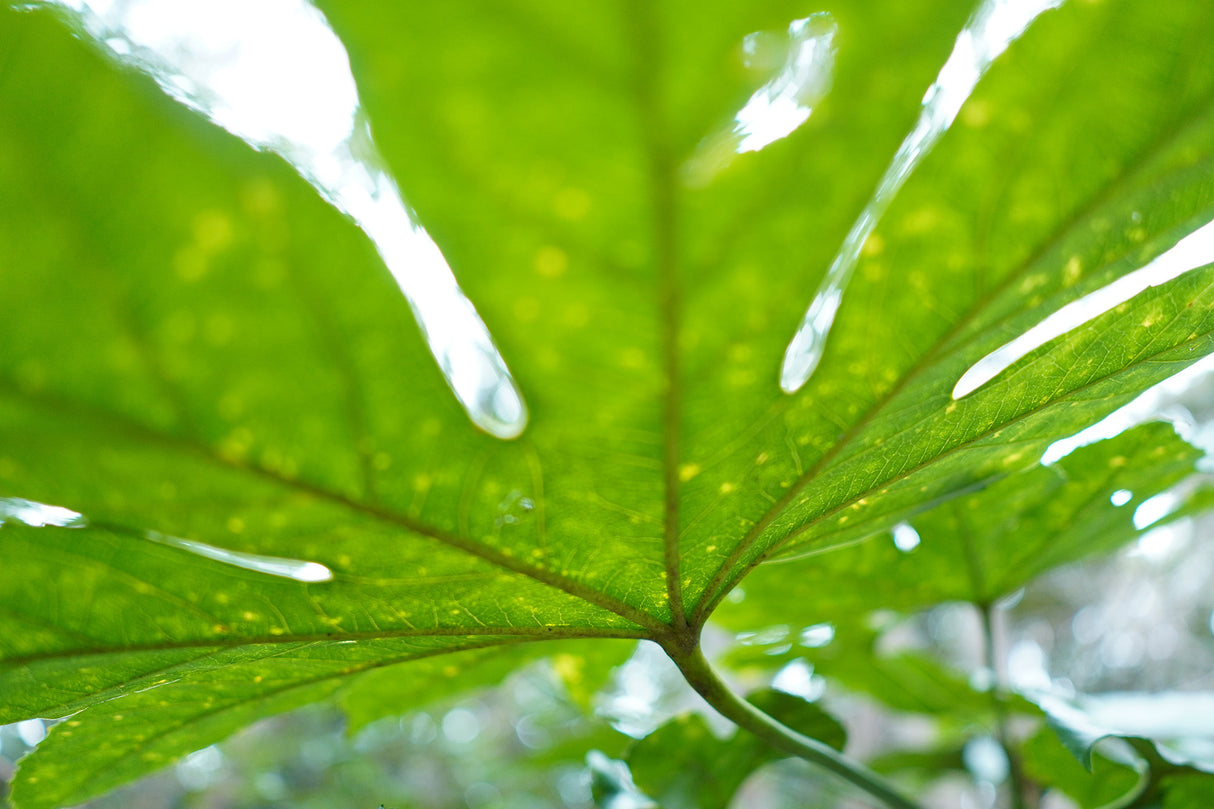 Sony E 15mm F1.4 G APS-C Large Aperture Wide Angle G Lens (SEL15F14G)