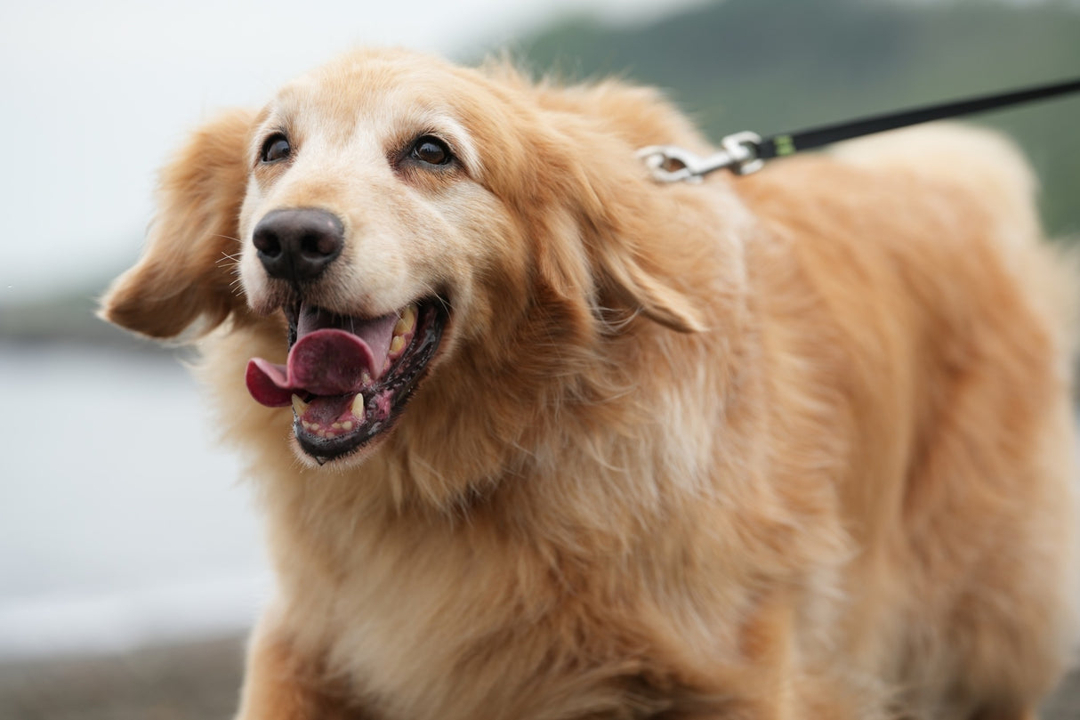 Sony Alpha 7 II Full-frame Mirrorless Interchangeable Lens Camera with 28-70mm Lens, 17-50mm Bundle