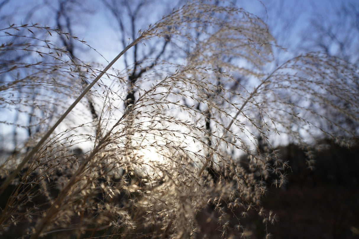 Sony FE 20-70mm F4 G Compact Zoom Lens with 64GB Memory Card, Editing Software, Camera Case Bundle