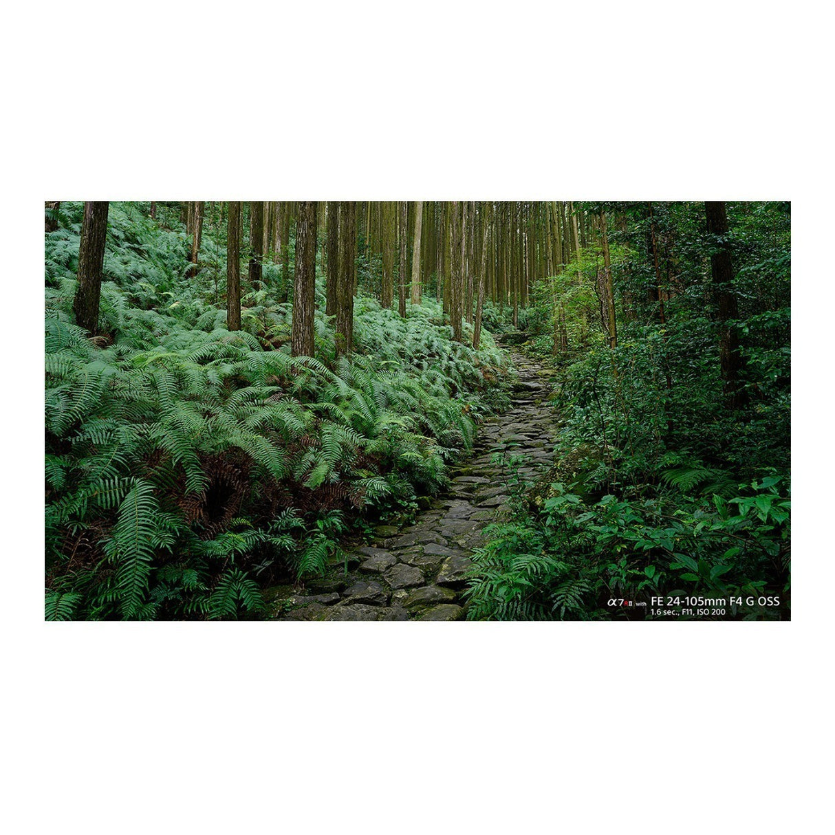 Sony FE 24-105mm f/4 G2 OSS Full-Frame E-Mount Lens with 64GB Memory Card, Editing Software Bundle