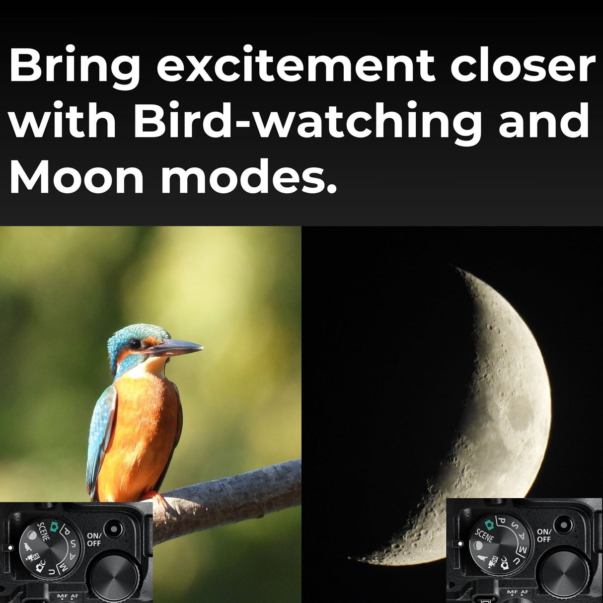 Nikon COOLPIX P950 Digital Camera (Black) Camera Case and Accessory, 64GB Memory Card Bundle