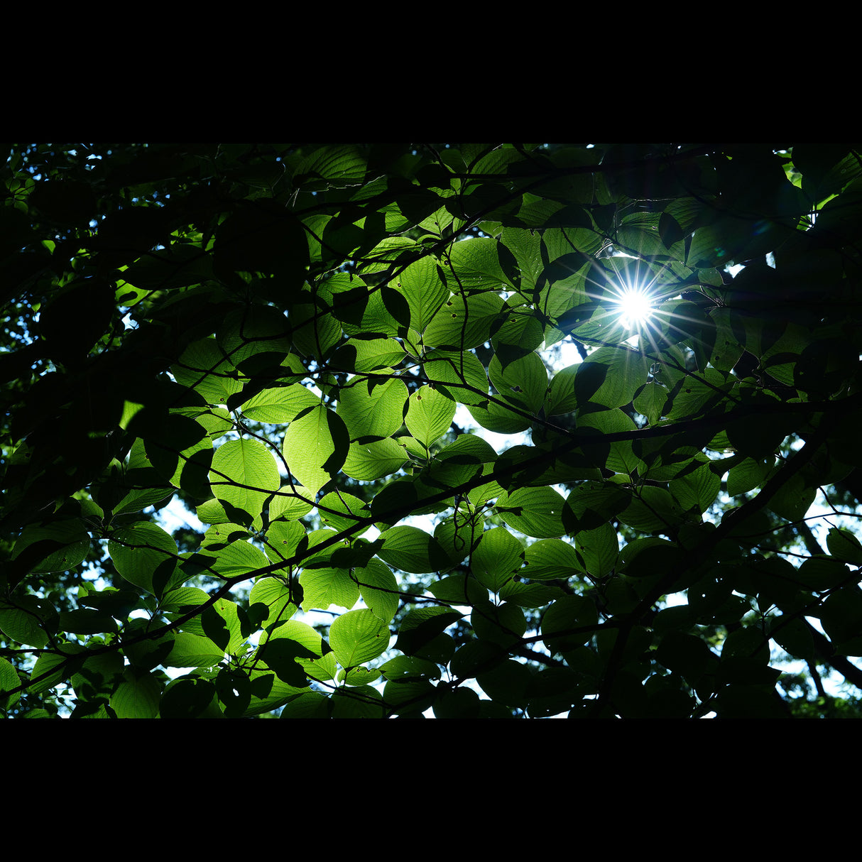 Sony FE 85mm F1.4 GM II Full-frame Large-aperture G Master Lens