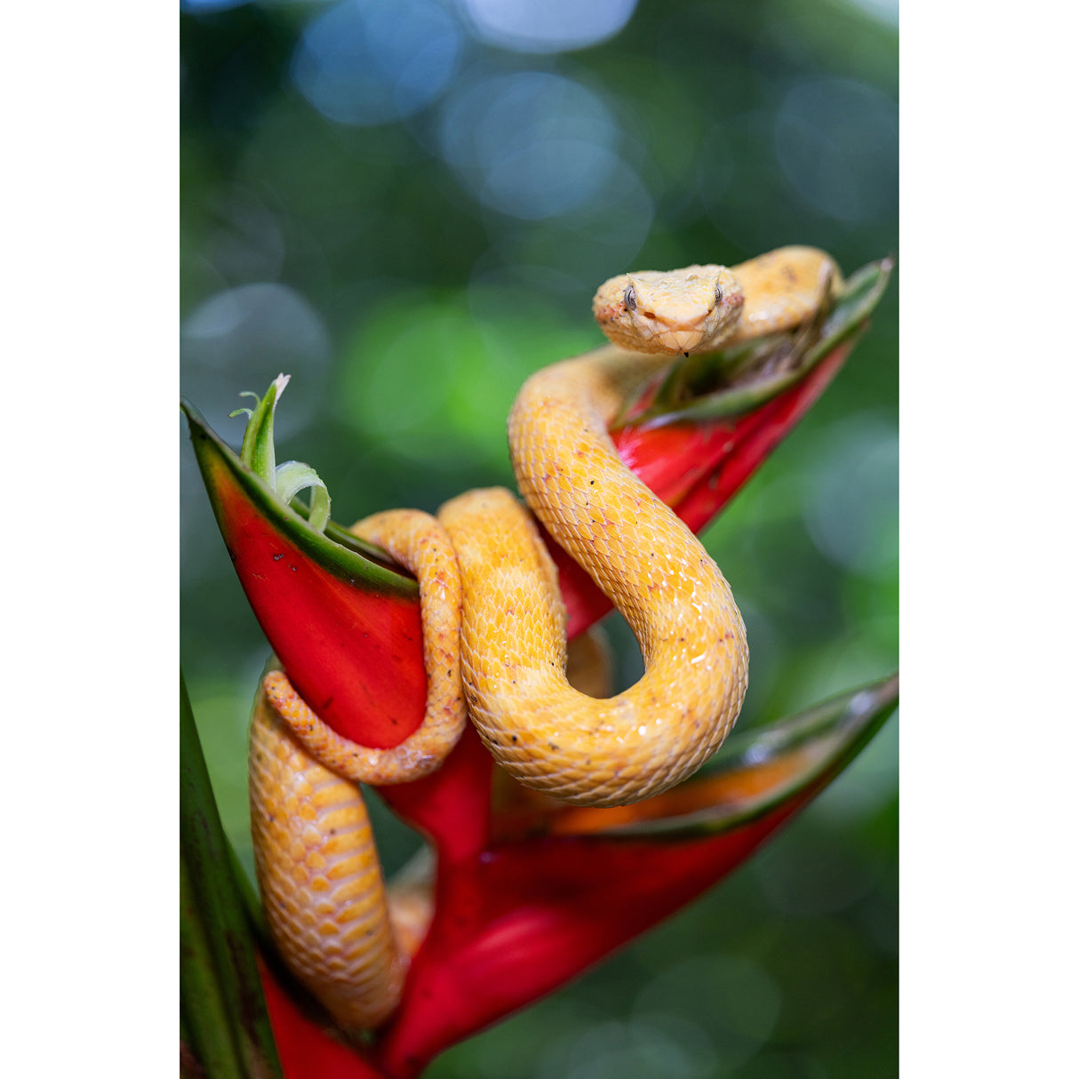 Tamron 90mm f/2.8 Di III VXD Lightweight Macro Lens for Full-Frame Mirrorless Sony E-Mount Cameras