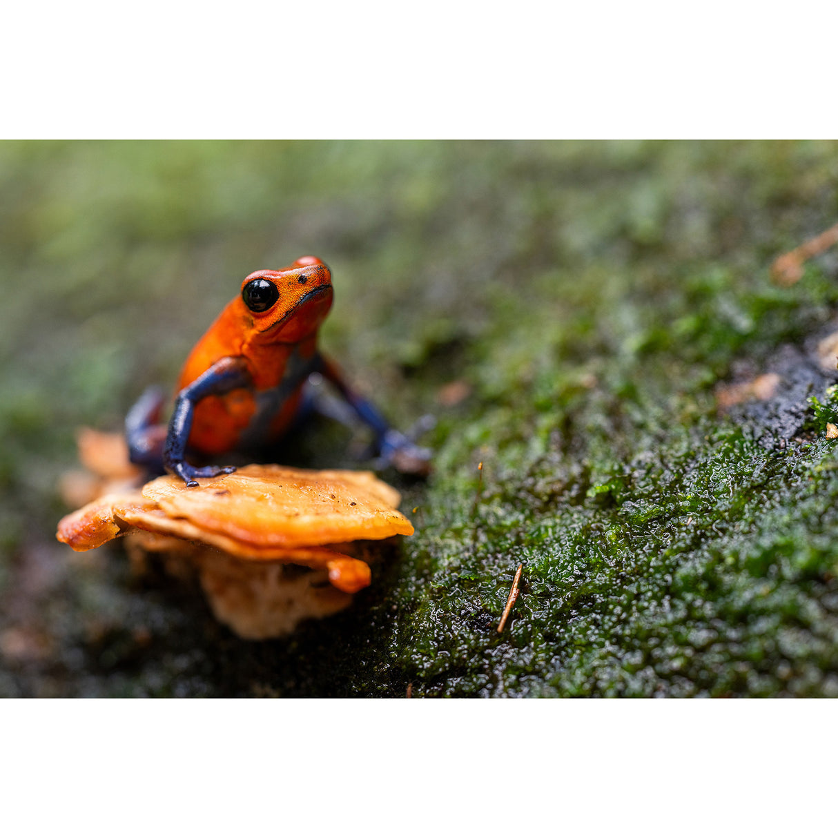 Tamron 90mm f/2.8 Di III VXD Lightweight Macro Lens for Full-Frame Mirrorless Sony E-Mount Cameras