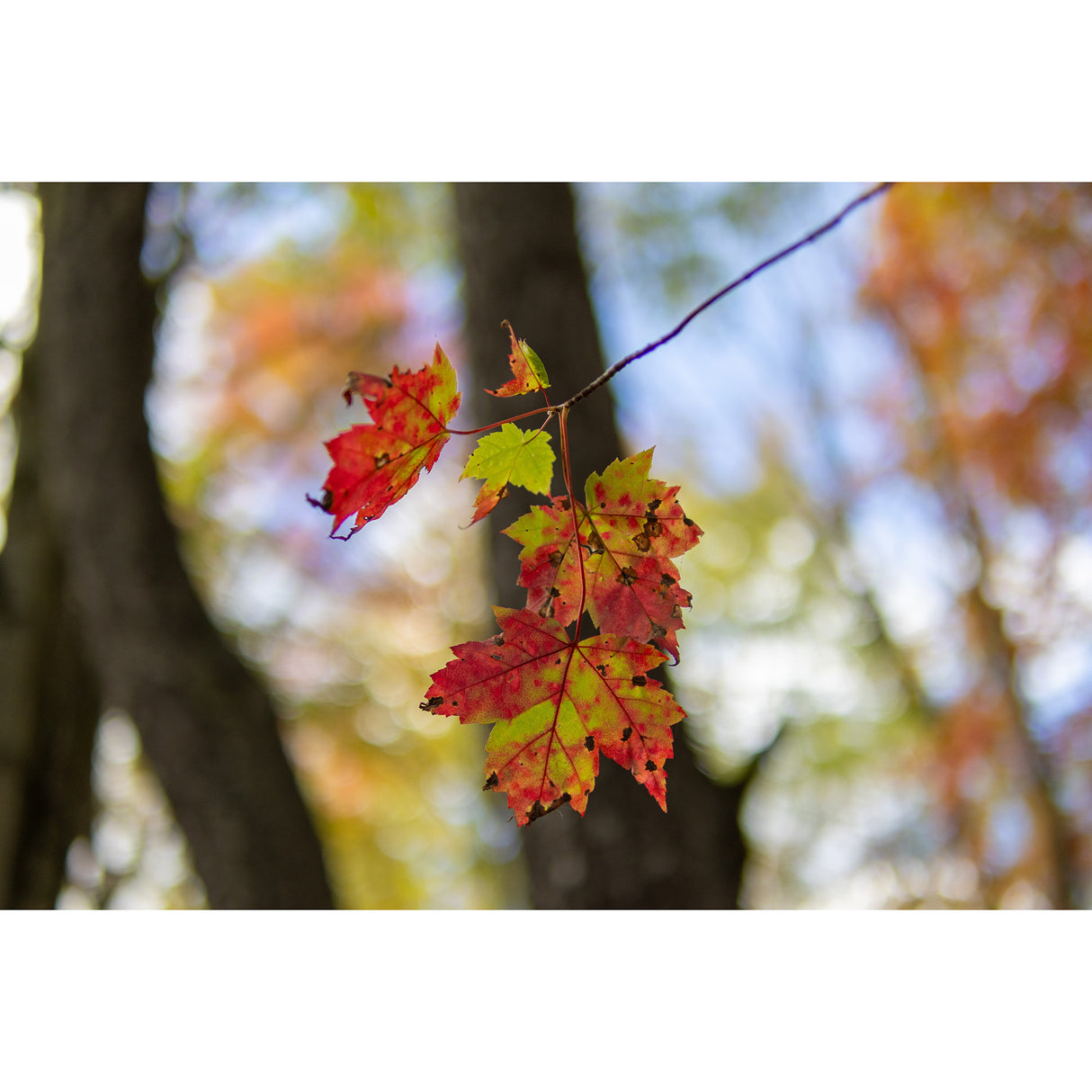 Sigma 30mm F1.4 DC DN Lens (Canon RF-Mount)