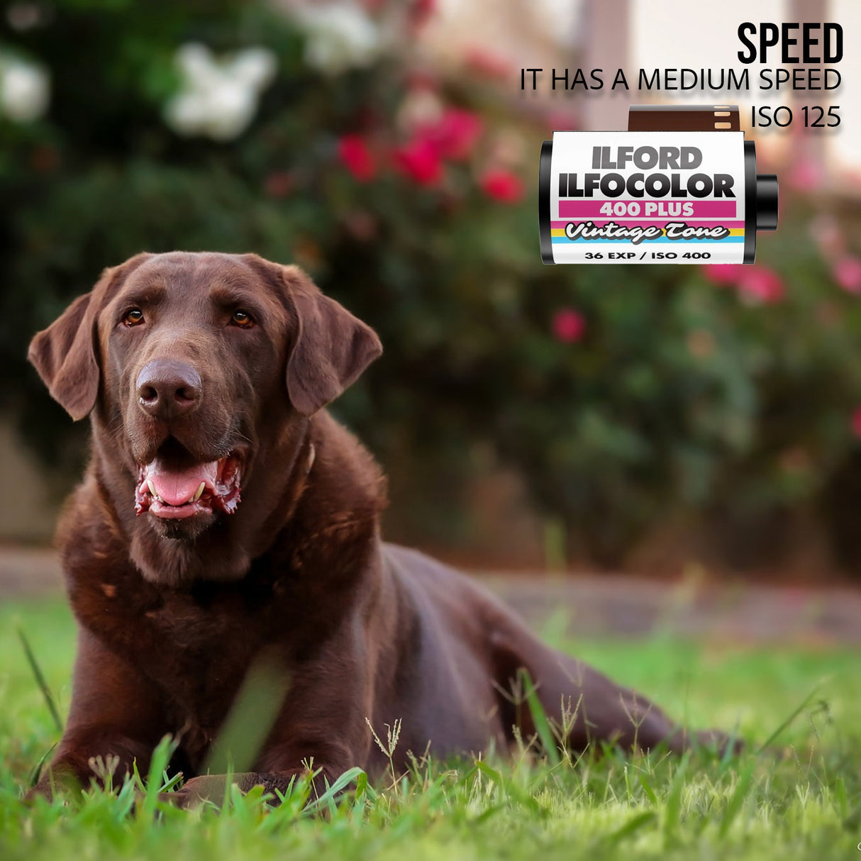 Ilford Ilfocolor Vintage Tone 400 Plus 24 Exposures Color Film Roll (3-Pack) Bundle