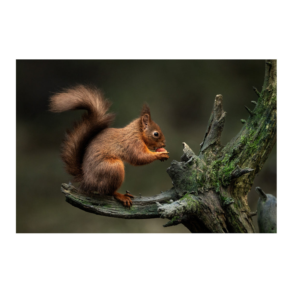 Sigma 300-600mm f/4 DG OS Sports Lens for Sony E-Mount