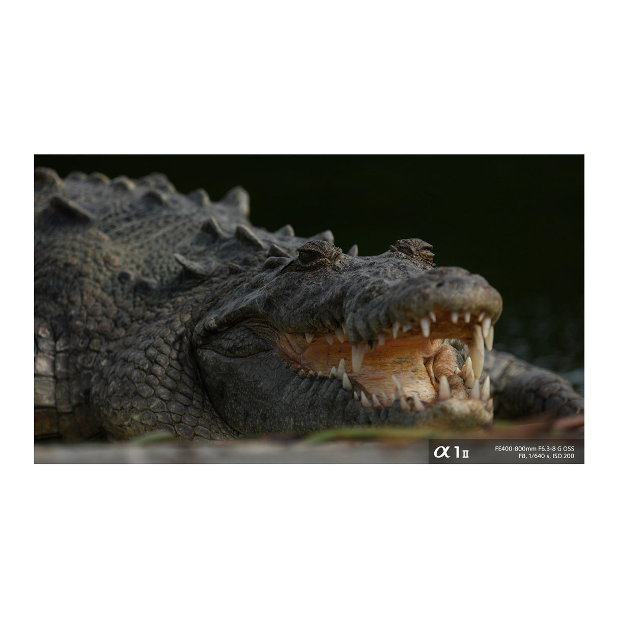 Sony FE 400-800mm f/6.3-8 G OSS Lens