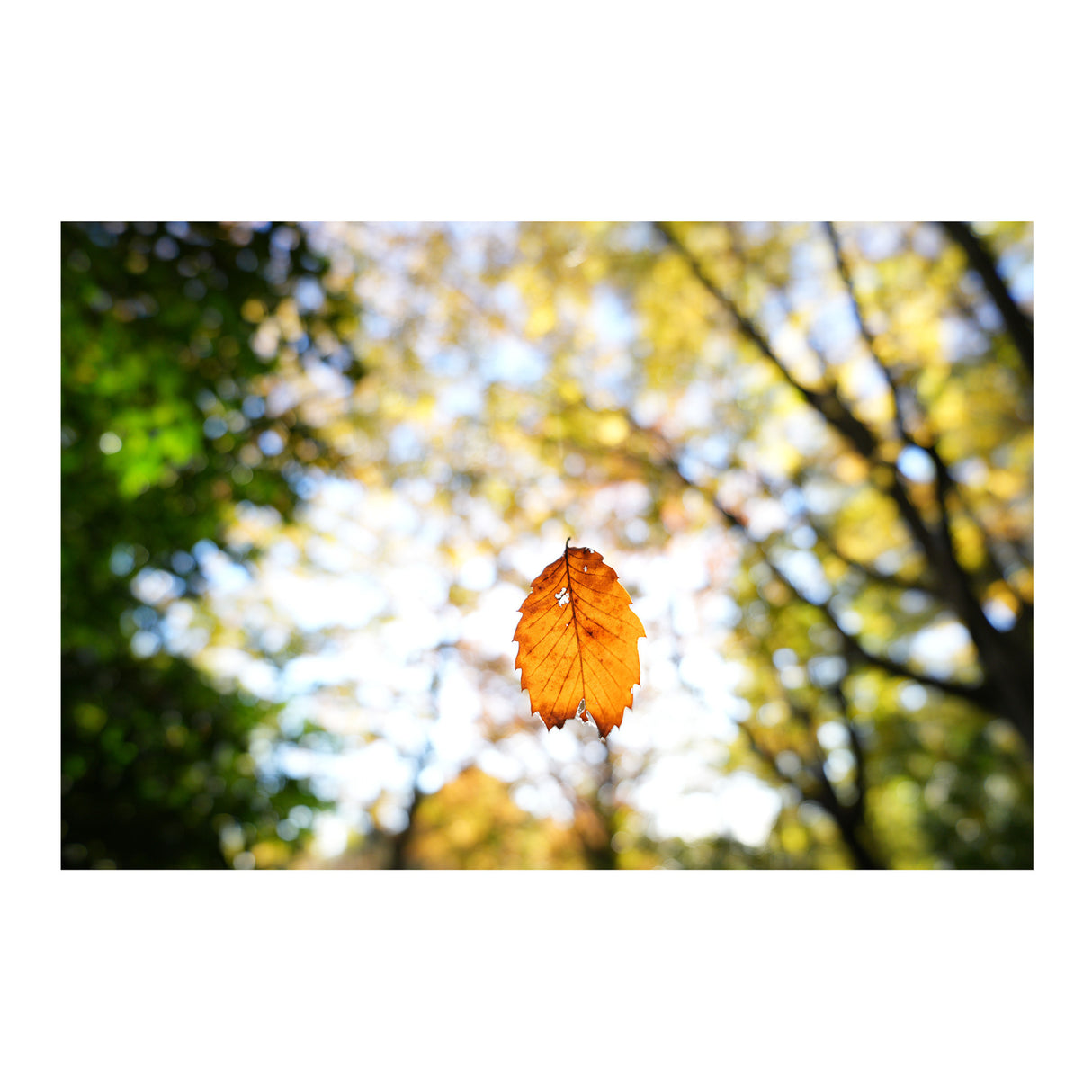 Sony FE 16mm f/1.8 G Lens