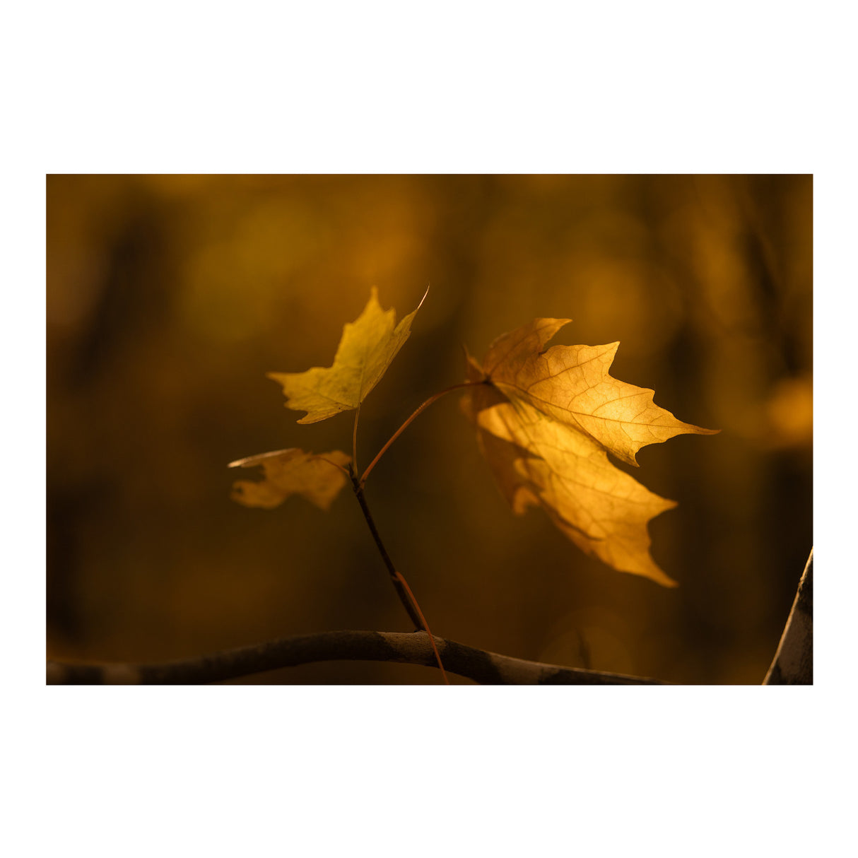 Sigma 56mm F1.4 DC DN Contemporary Lens (Canon RF-Mount) and Accessories Bundle