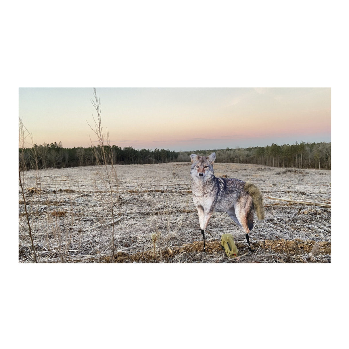 Montana The Song Dog Realistic Coyote Decoy with 3D Moving Tail