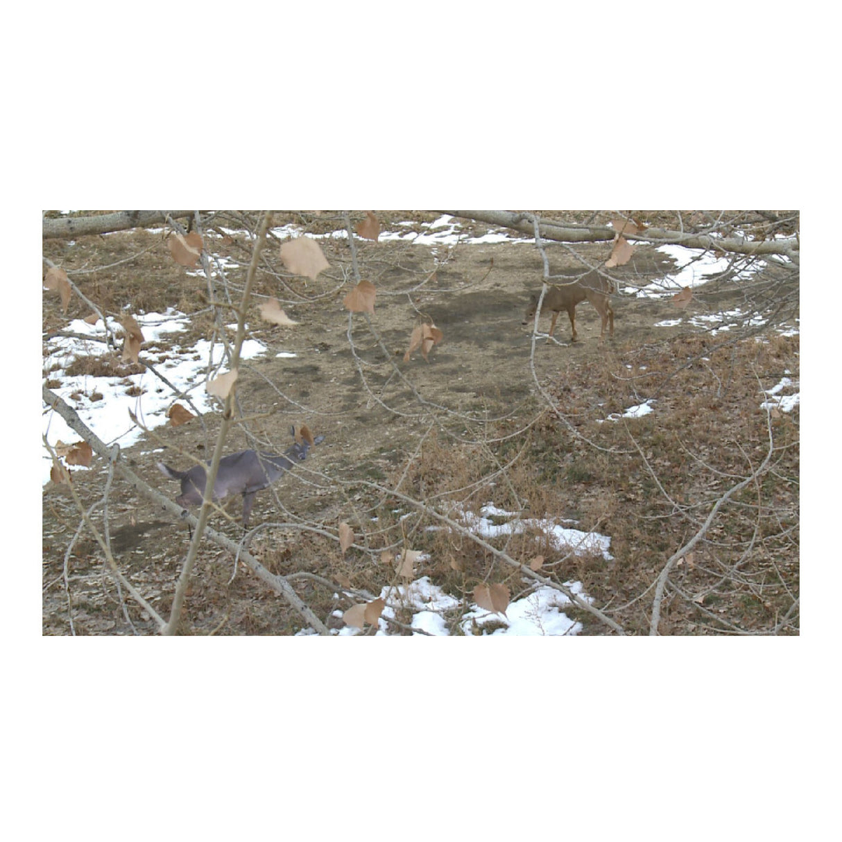 Montana Decoy Estrus Betty Whitetail Deer Decoy (Peeing Doe) for Bow Hunting