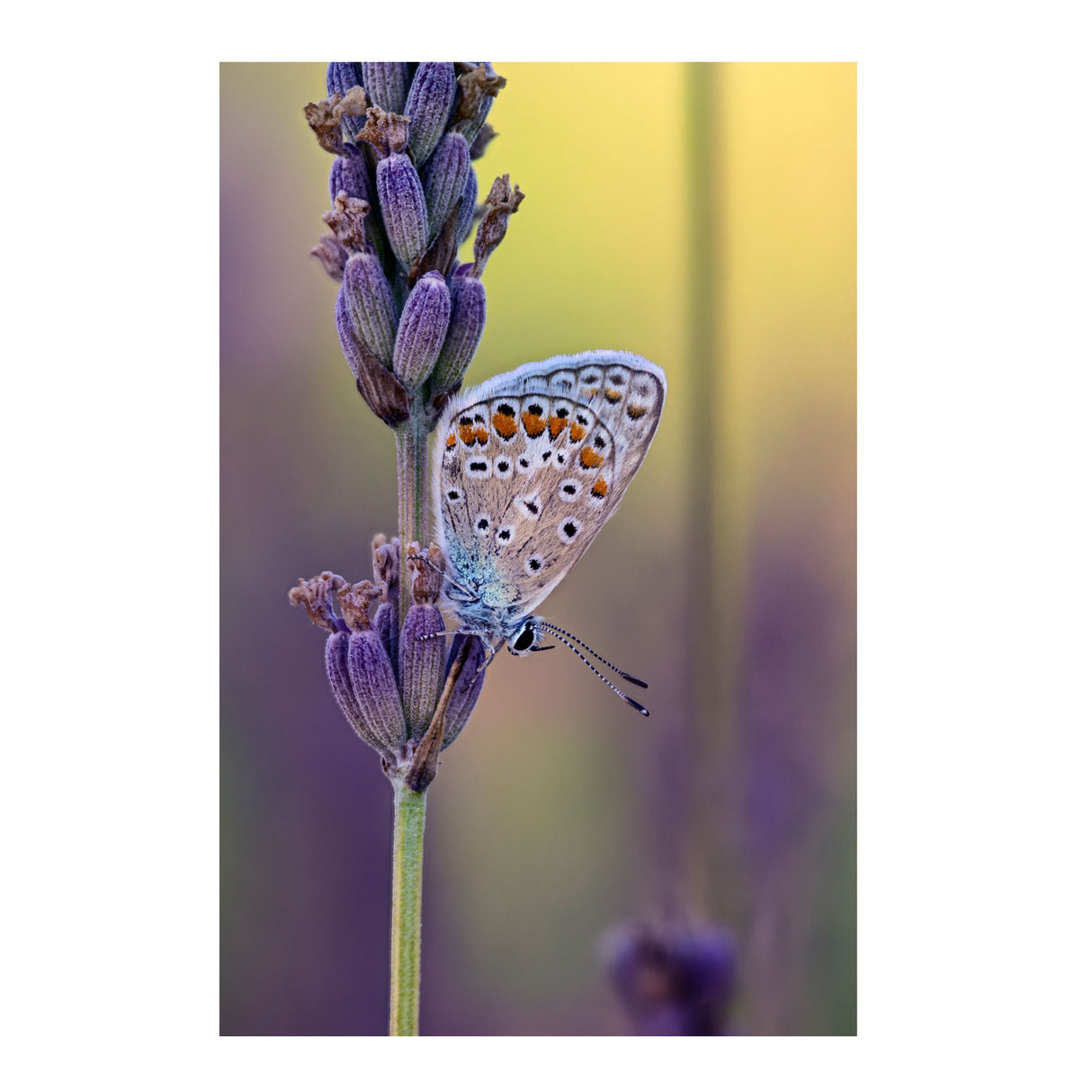 LAOWA 180mm f/4.5 1.5X Ultra Macro APO Lens (Nikon Z)