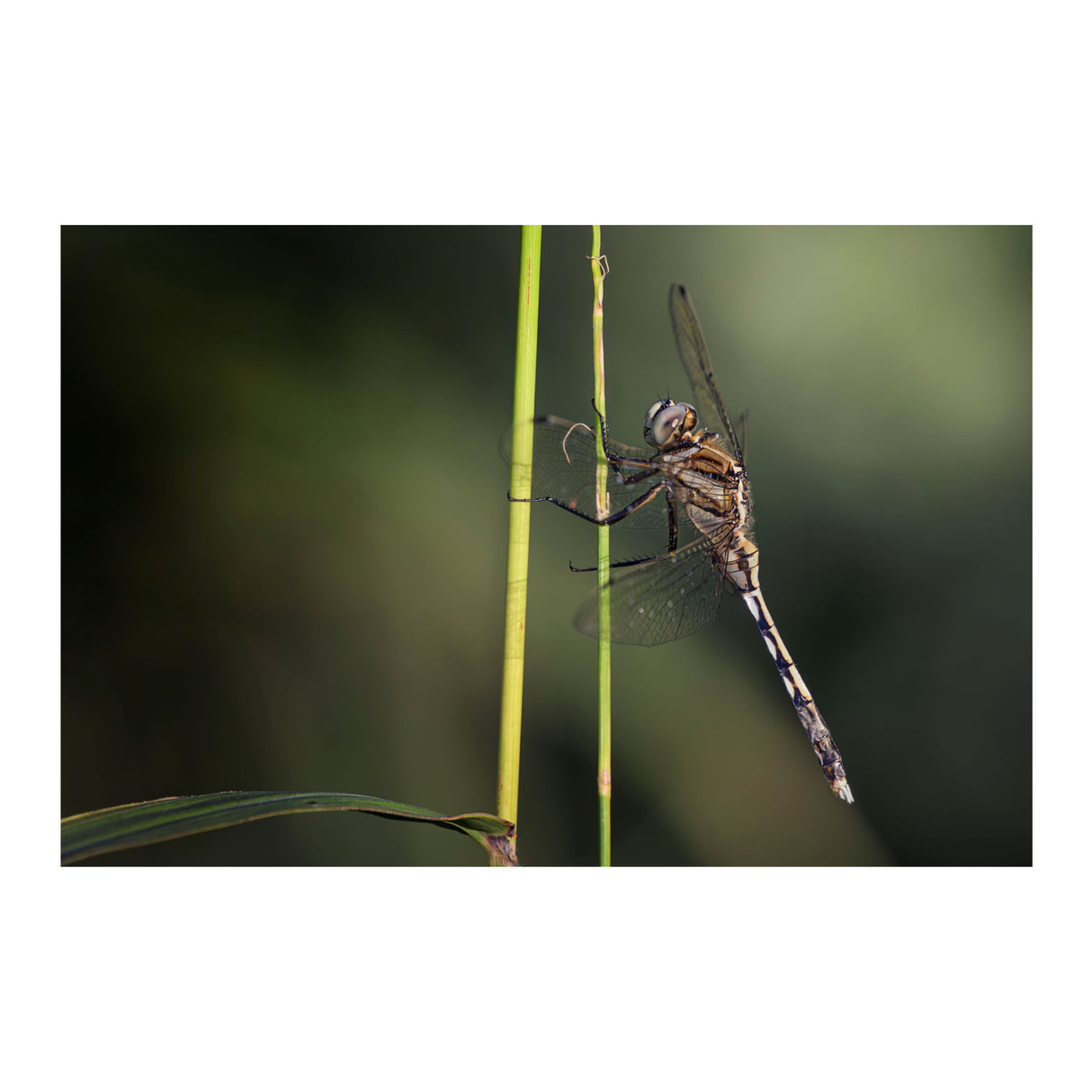 LAOWA 180mm f/4.5 1.5X Ultra Macro APO Lens (Nikon Z)