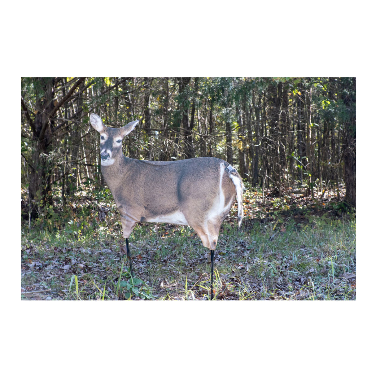 Montana: Trixie Whitetail Doe - Ultra-Realistic Deer Decoy with Teaser Tails