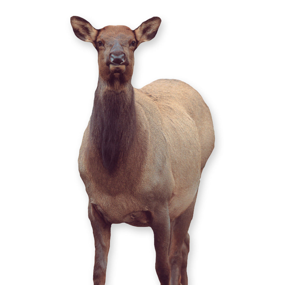 Montana Decoy Eichler Elk - Ultra-Portable, Full-Body Designed by Fred Eichler