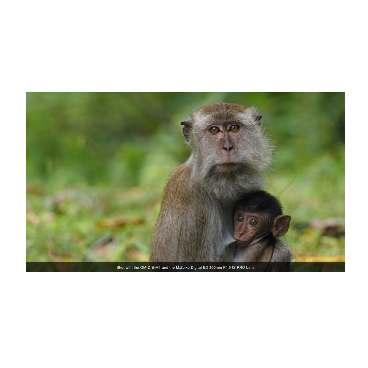 OM System M.Zuiko Digital ED 300mm f/4 IS PRO Lens for Micro Four Thirds Cameras