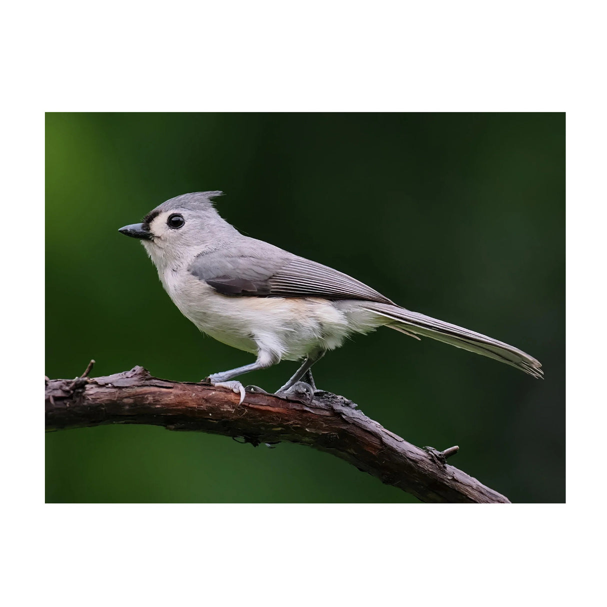 OM System M.Zuiko Digital ED 300mm f/4 IS PRO Lens for Micro Four Thirds Cameras