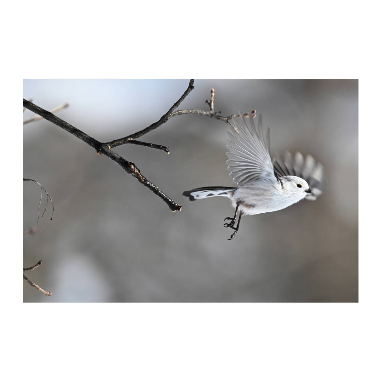 Nikon Z8 Mirrorless Camera with 180-600mm f/5.6-6.3 Lens Kit (Nikon Z)