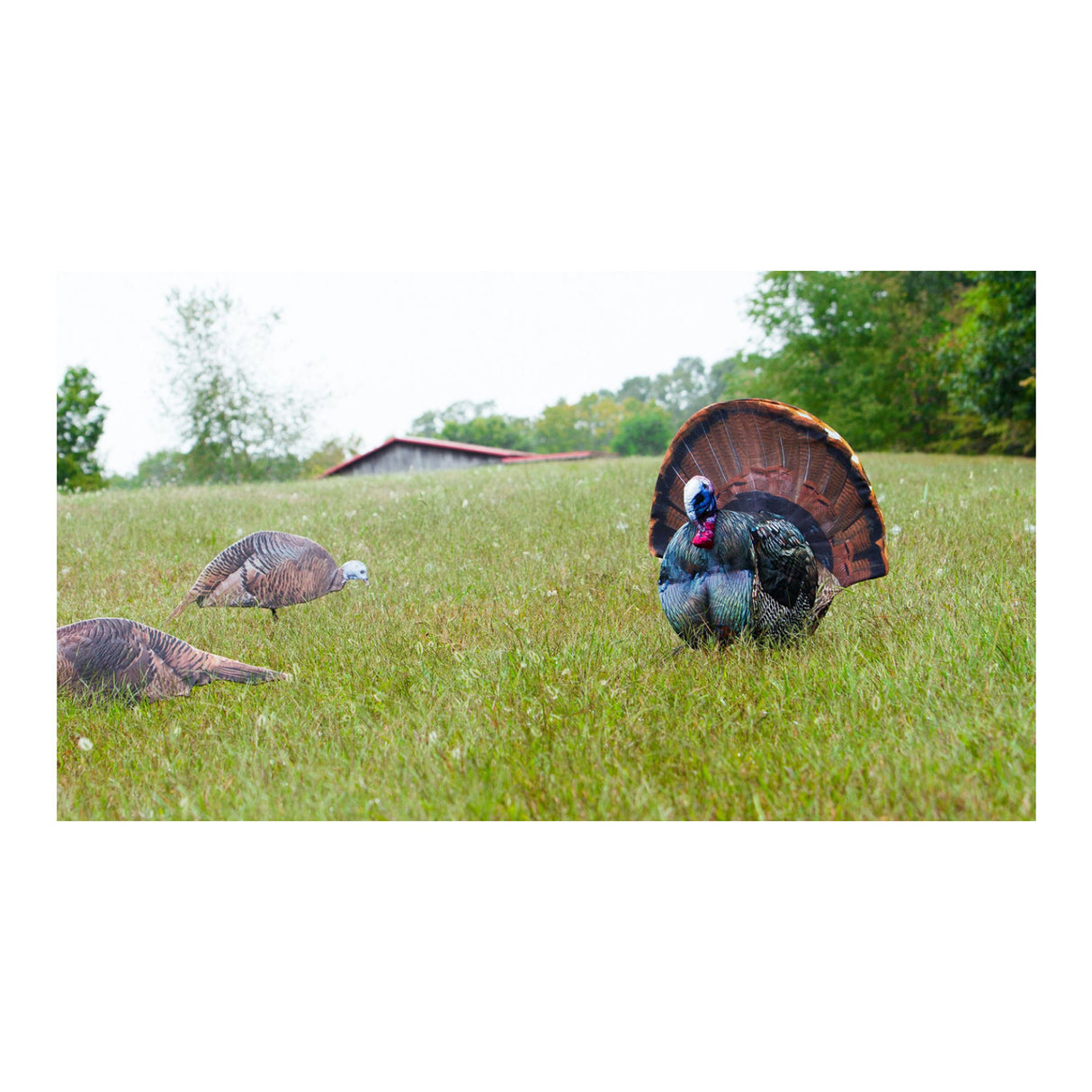 Montana Decoy Dinner Belle Hen Decoy - Compact and Portable