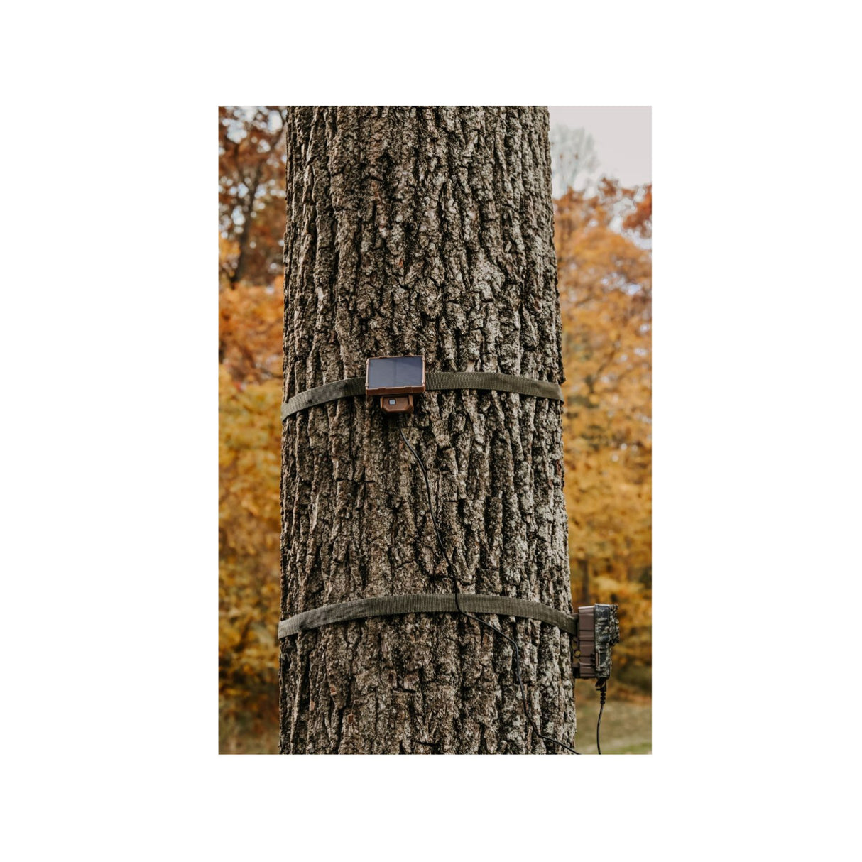 Browning Trail Cameras Universal Solar Camera Power Pack (6-Pack) with Card Reader Bundle